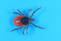 Ixodes ricinus