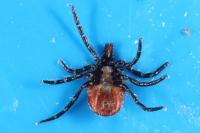 Ixodes ricinus