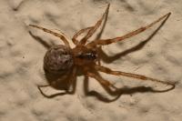 Zygiella x-notata