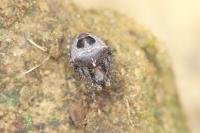 Gibbaranea bituberculata