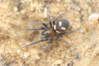 Titanoeca quadriguttata