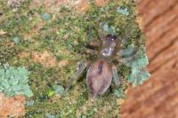 Porrhoclubiona leucaspis