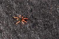 Penthaleus major