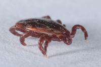 Dermacentor reticulatus