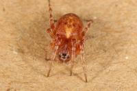 Cercidia prominens