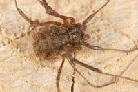 Oligolophus tridens