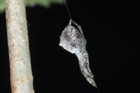 Hyptiotes paradoxus