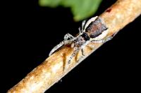 Hyptiotes paradoxus