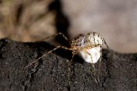 Scytodes thoracica