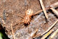 Scytodes thoracica