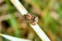 Philaeus chrysops