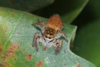 Carrhotus xanthogramma