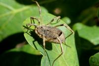 Odiellus spinosus