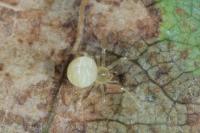 Paidiscura pallens