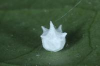 Paidiscura pallens