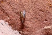 Pholcus phalangioides