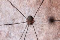 Leiobunum