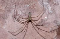 Pholcus phalangioides
