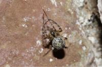 Metellina merianae