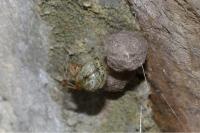 Metellina merianae