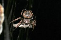 Nuctenea umbratica