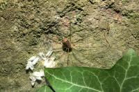 Nelima gothica