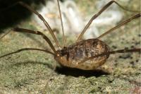 Nelima gothica