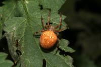 Araneus diadematus