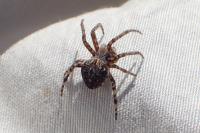 Agalenatea redii