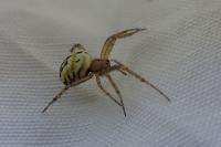 Mangora acalypha