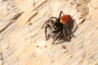 Carrhotus xanthogramma