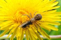 Xysticus cristatus