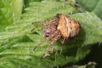 Gibbaranea bituberculata