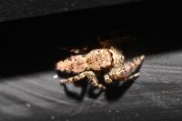 Marpissa muscosa