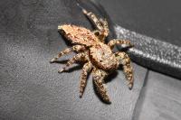Marpissa muscosa