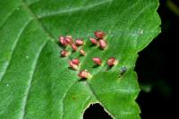 Aceria macrorhyncha