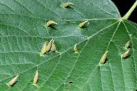 Eriophyes tiliae