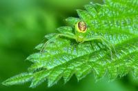 Diaea dorsata