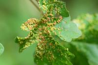 Aceria aceriscampestris