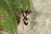 Micaria pulicaria