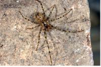 Nesticus cellulanus