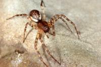 Neriene montana