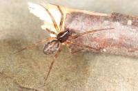 Neriene clathrata