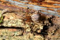 Neriene montana