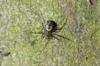 Drapetisca socialis