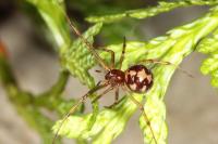 Steatoda triangulosa