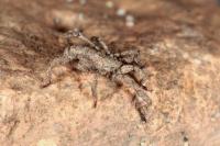 Anelasmocephalus cambridgei