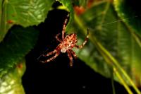 Araneus diadematus