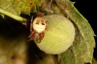 Larinioides cornutus