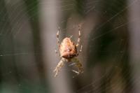 Araneus diadematus